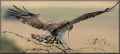Змееяд фото (Circaetus gallicus) - изображение №634 onbird.ru.<br>Источник: www.pbase.com